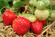 Erdbeeren am Strauch