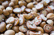 Betel Nut