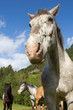 Pferdeherde auf Alm / Schladming
