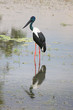Photo: Australian jabiru bird by the Alligator River in Kakadu national Australian jabiru bird by the Alligator River in Kakadu national