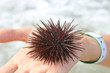 Sea urchin on the palm