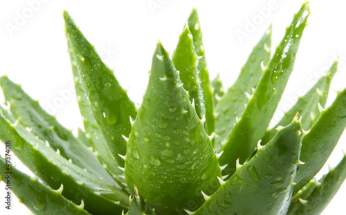Photo: aloe vera aloe vera