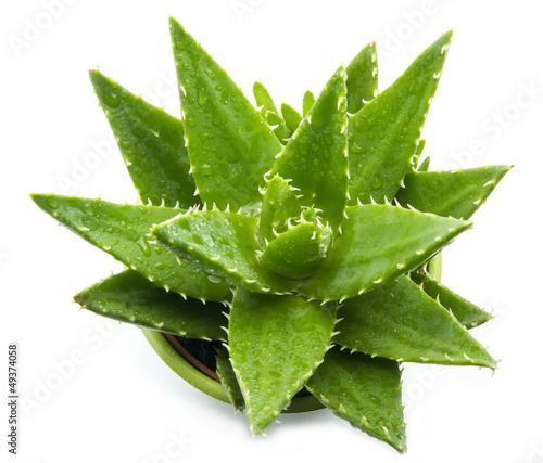 Photo: aloe vera aloe vera