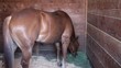 Horse eating hay in the barn