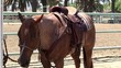 Saddled horse at the manege