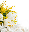 White tulips with a mimosa, a background from flowers