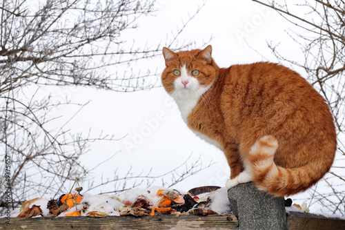 Photo: Die Katze auf dem Müllhaufen Die Katze auf dem Müllhaufen
