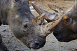 Closeup portrait of two White Rhinos