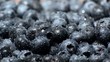 Wet Blueberries (endless loop, macro shot)