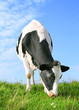 The Cow