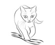Vektor: Cat walking, front view sketch Cat walking, front view sketch