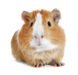 Guinea pig little pet rodent