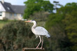 Photo: héron cendré héron cendré