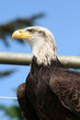 Photo: aigle royal aigle royal