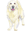 vector sketch yellow gun dog breed Labrador Retriever