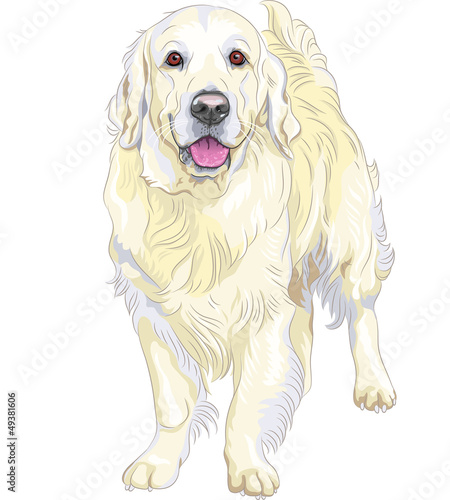 Vector: vector sketch yellow gun dog breed Labrador Retriever vector sketch yellow gun dog breed Labrador Retriever