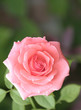 Pink Rose