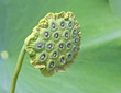 Lotus Seed Pod