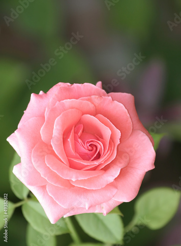 Photo: Pink Rose Pink Rose