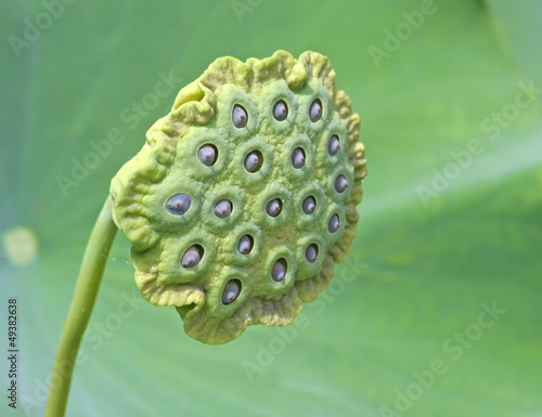 Photo: Lotus Seed Pod Lotus Seed Pod