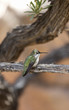 Perched Hummingbird