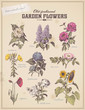 florist's placard with 9 vintage garden flowers