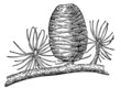 Branch of plant with pinecone