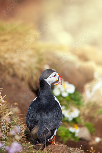 Photo: Puffin Puffin