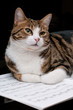 Gatto sullo spartito - Cat on score