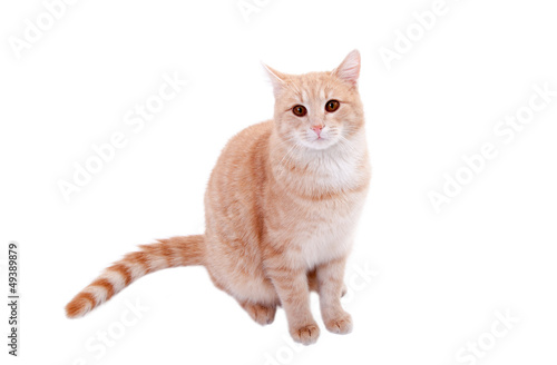 Photo: Katze Katze