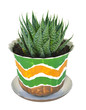 Photo: Home cactus Home cactus