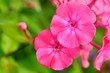 Photo: Pink Phlox Flowers on Flower Bed Pink Phlox Flowers on Flower Bed