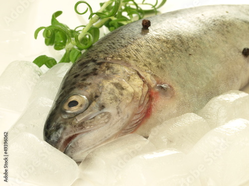 Photo: Fish in ice, close up Fish in ice, close up