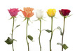 canvas print picture - Five roses in different colors