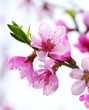 pink blossoms