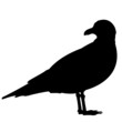 Möwe Silhouette Vektor