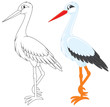 White stork White stork