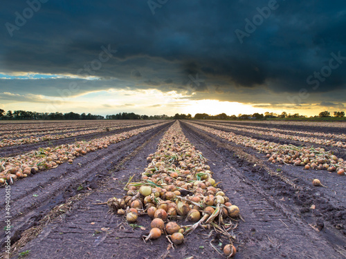 Photo: Harvested Onion Bulbs Harvested Onion Bulbs