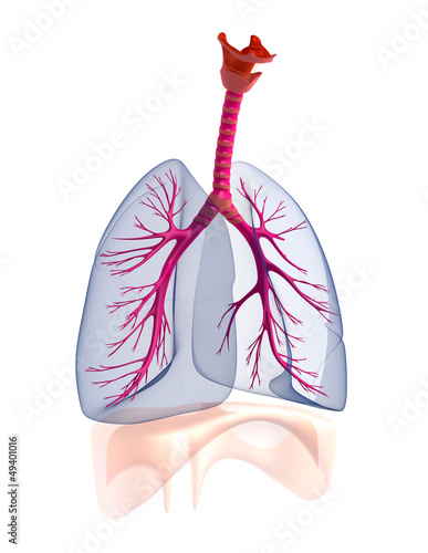 Illustration: Transtarent human lungs anatomy. Transtarent human lungs anatomy.