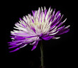 Chrysanthemum on black background