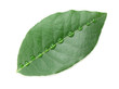 Laurel leaf