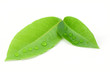 Laurel leaf