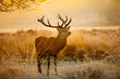 red deer