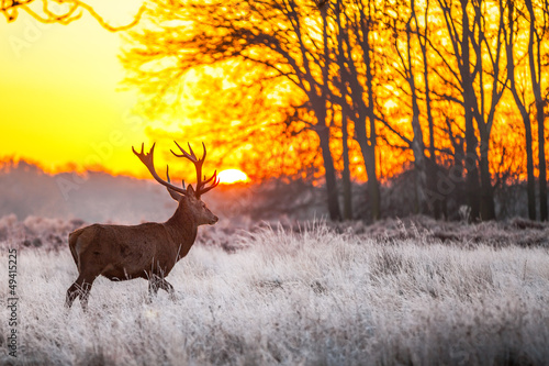 Photo: Red deer in morning sun Red deer in morning sun