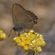 Satyrium ilicis, Ilex Hairstreak on Helichrysum italicum bloom