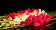 Beautiful Colorful Gladiolus O...
