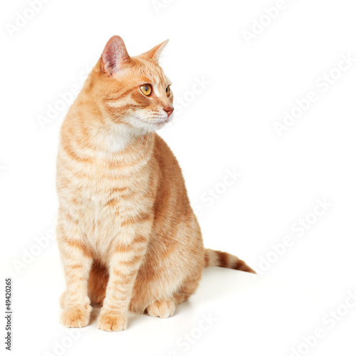 Photo: Cat portrait. Cat portrait.