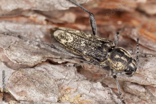 Photo: Grey tiger longicorn beelte, Xylotrechus rusticus on pine Grey tiger longicorn beelte, Xylotrechus rusticus on pine
