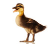 Foto: Domestic duckling Domestic duckling