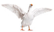 Domestic goose
